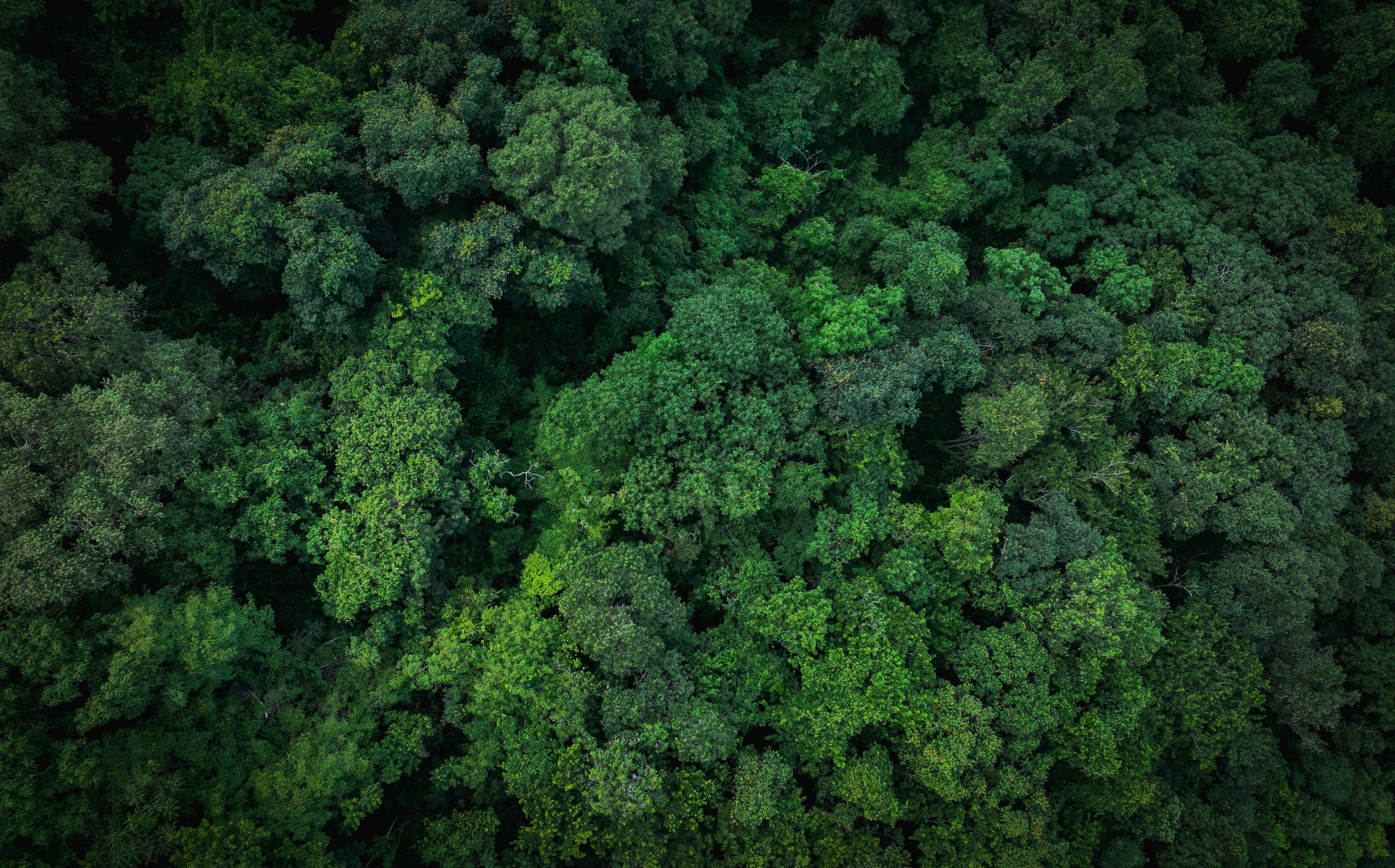 Aerial top view of green trees in forest